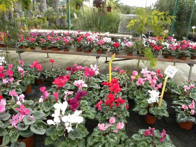 Flores y plantas que aportan colorido al invierno