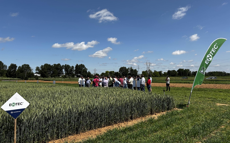 Entre las estrategias, sobresali el buen rendimiento del ENTEC 24-8-7 aplicado de forma nica en etapas tempranas del cultivo...