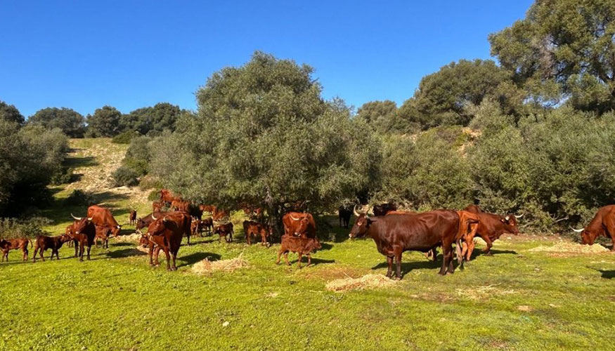 Ejemplares de la raza Retinta