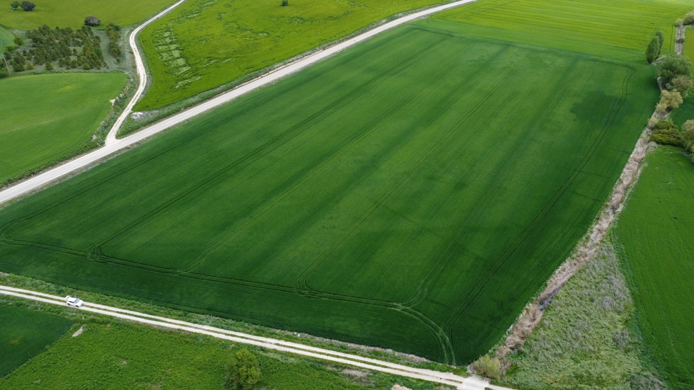 Imagen area de un campo de trigo del proyecto