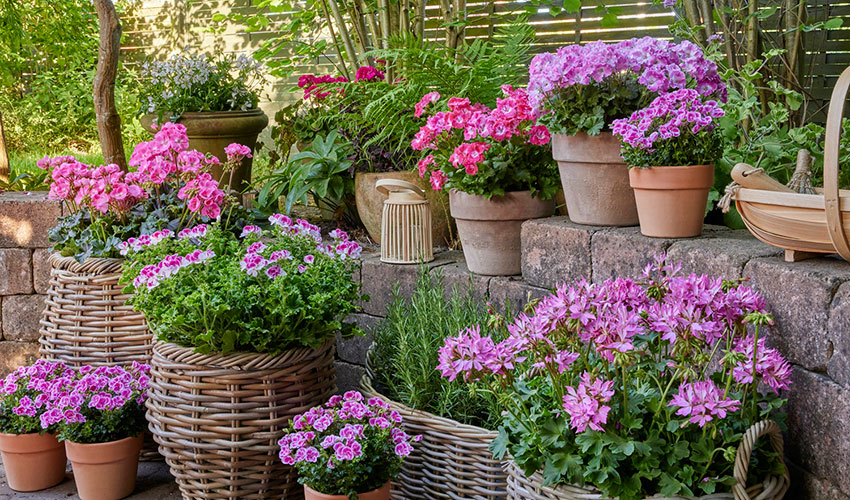 Los geranios son capaces de adaptarse a climas secos y soleados