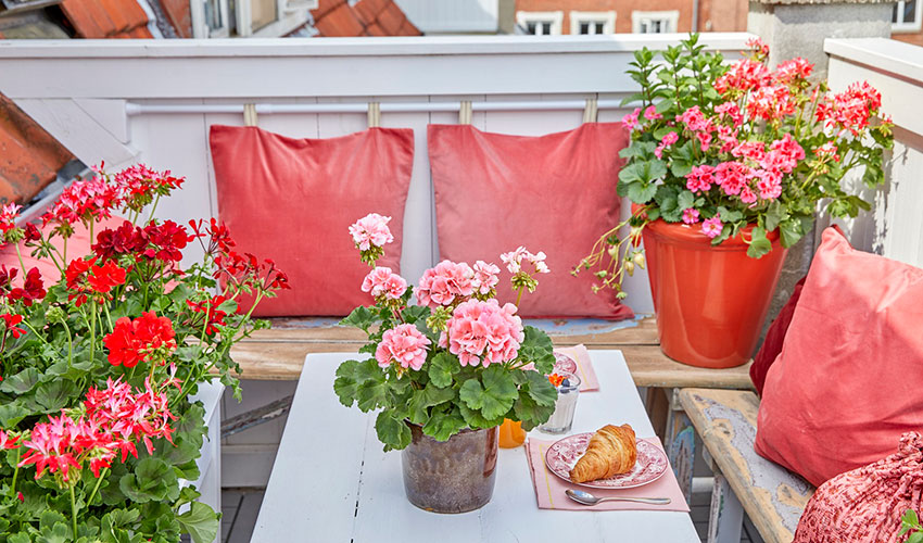 Debe realizarse un riego adecuado teniendo en cuenta el momento del d�a y la cantidad del agua
