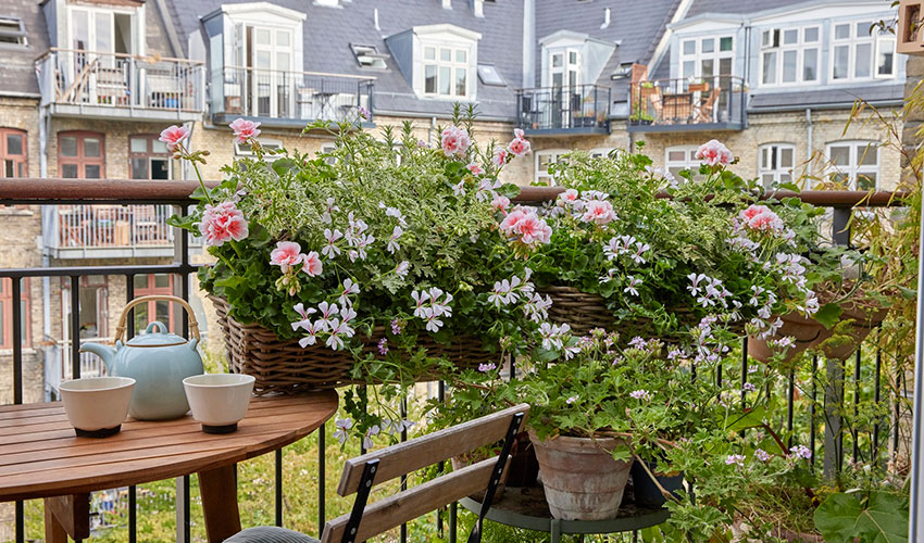 Su facilidad de cuidado permite que est�n presentes en exteriores como balcones o terrazas