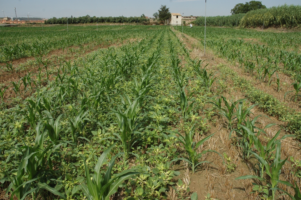 Figura 1. Plantas de A. palmeri infestando un campo de ma�z