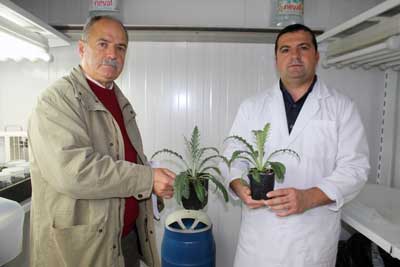 Tcnicas de cultivo in vitro para la obtencin de nuevas variedades de alcachofa