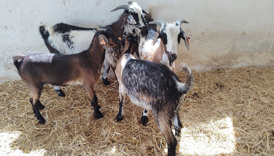 Sementales de raza Payoya