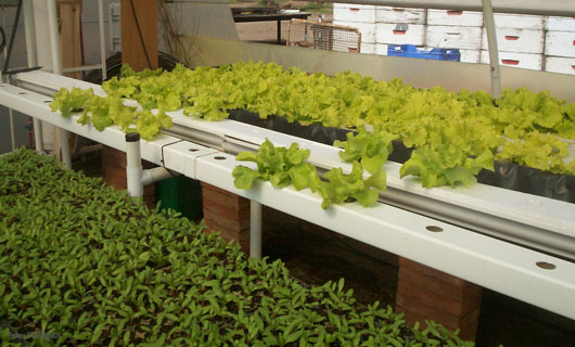 Cultivos hidropnicos en el 'Eje Cafetero' mejoran en invernadero