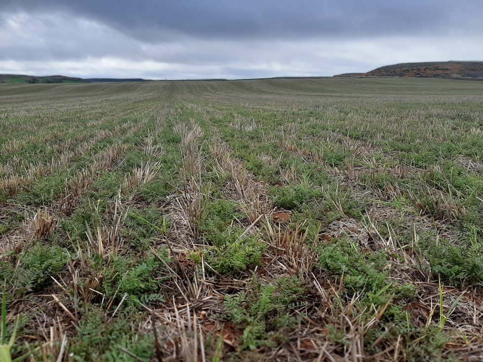 Cultivo de yeros en Siembra Directa sobre rastrojo de cebada (Lech�n-Zaragoza). Foto: AGRACON