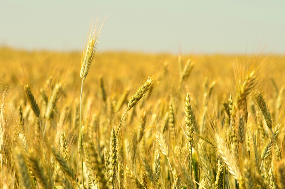 Economistas europeos han propuesto introducir un precio m�nimo indexado a los precios internacionales y que tenga en cuenta los costes de producci�n...