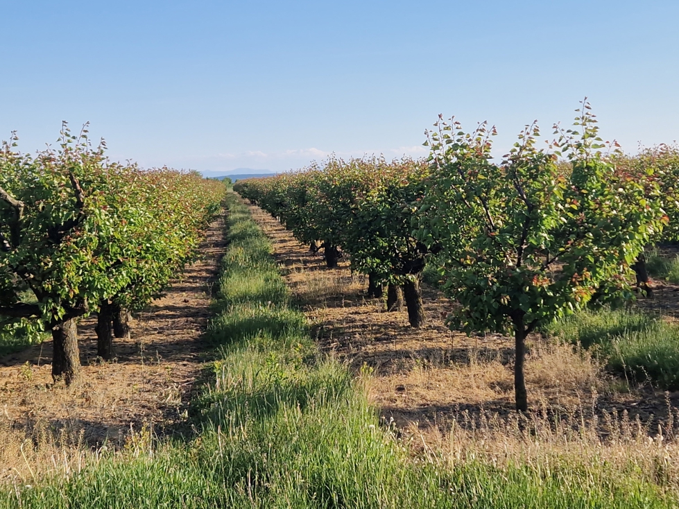 "El suelo es el soporte de la agricultura y su cuidado, mejora y proteccin debe ser un objetivo prioritario"...