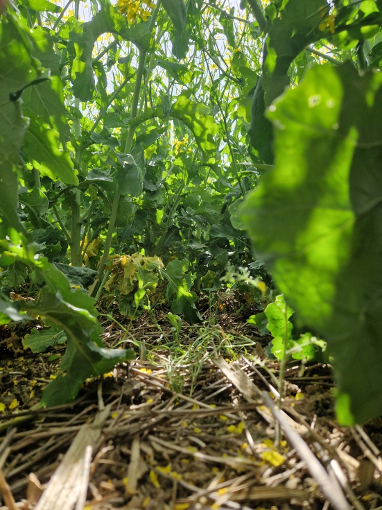 Actualmente hay mltiples iniciativas que se basan en la adopcin de los principios de la Agricultura de Conservacin como motor de cambio de los...