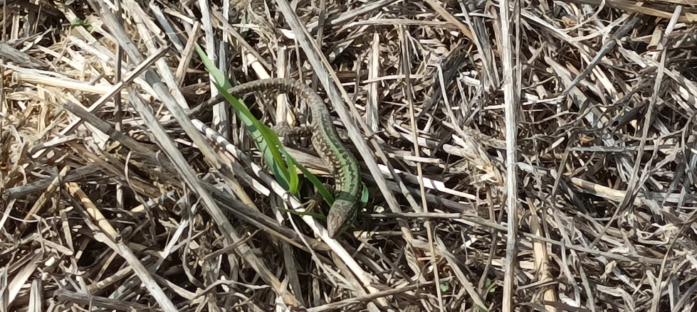 La AC promueve una notable mejora en la biodiversidad del suelo, la fauna epigea y la avifauna, contribuyendo a ecosistemas agr�colas m�s sostenibles...
