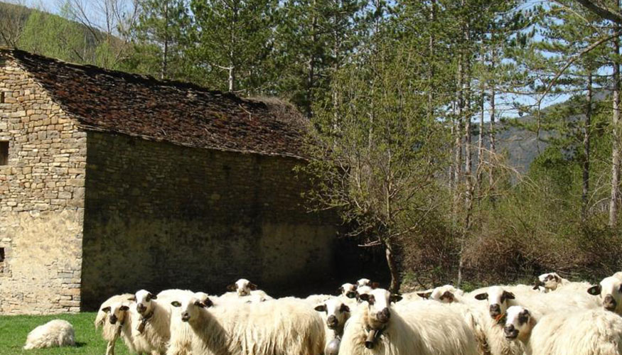 Foto de Aragn convoca una lnea de 155.000 euros en ayudas a razas en peligro de extincin