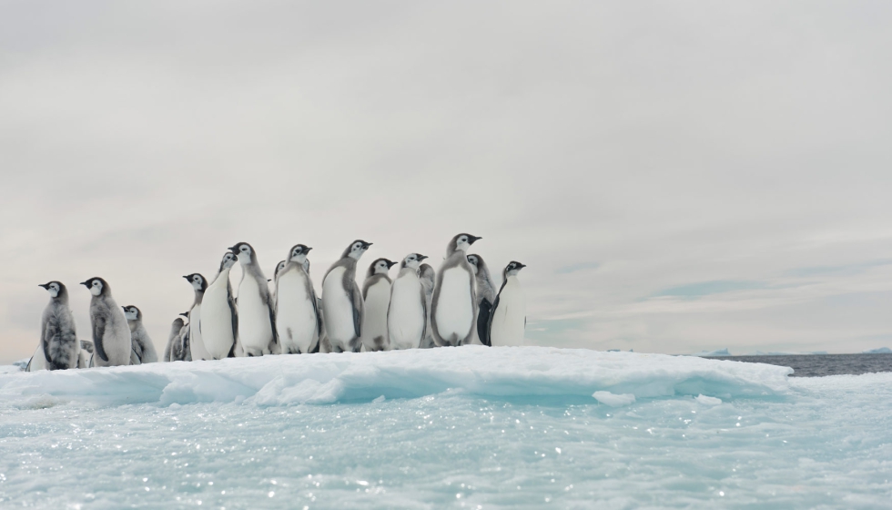 Antarctica Experience lleva al visitante a conectar con los momentos m�s fascinantes que un explorador se encuentra en la Ant�rtida...
