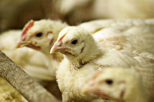 En Espaa, el 95% de la produccin de huevos se efecta en jaulas, lo que reduce las emisiones de gases de efecto invernadero. Foto: Jon Ng...