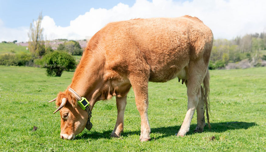 Foto de Digitanimal lanza al mercado su nuevo GPS para ganado con batera infinita