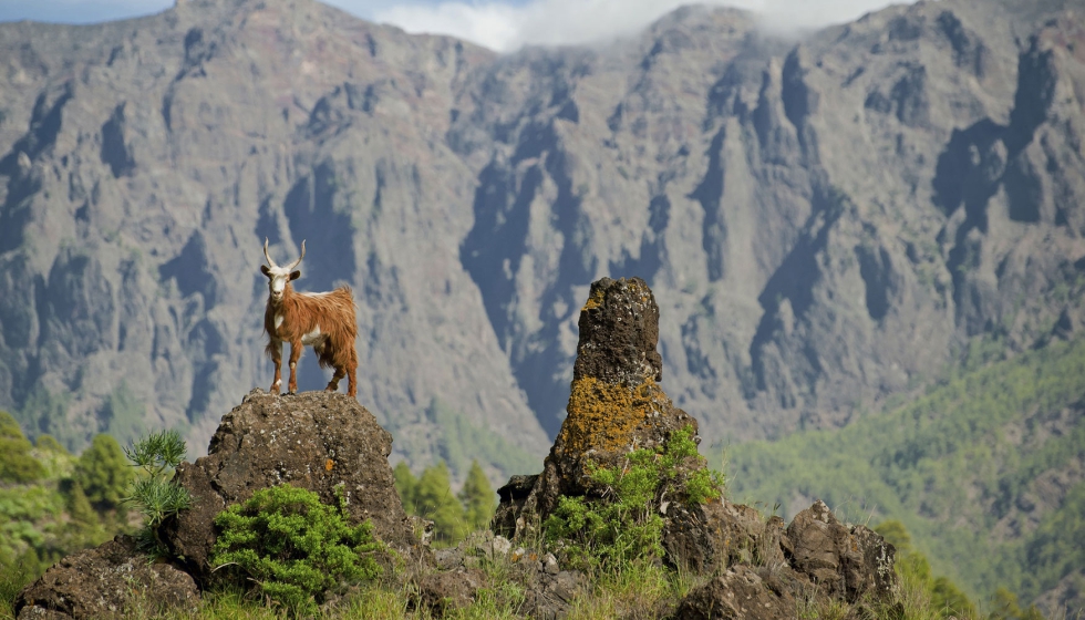 Ejemplar de Cabra Palmera