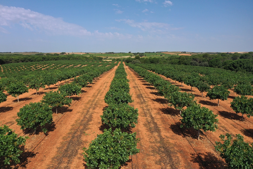 Plantacin de pistacho adulta en fase productiva