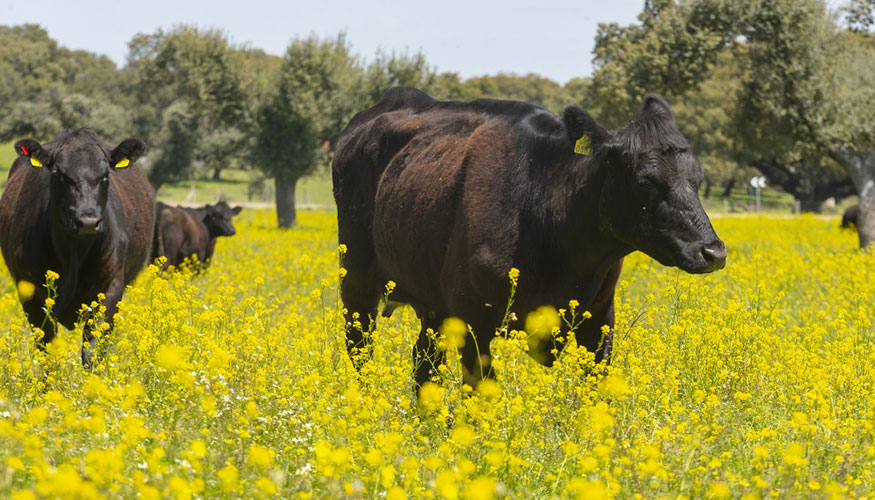 Ejemplares de raza Angus en la explotaci�n de Grupo Miguel Vergara en Ba�os de Ledesma (Salamanca)
