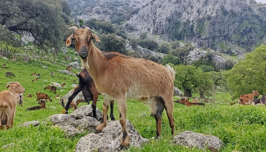 Ejemplares de raza Payoya