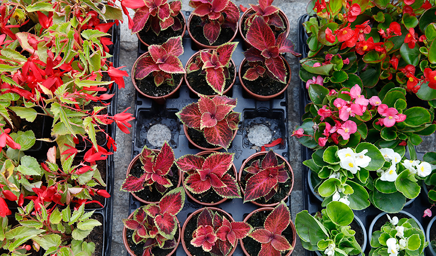 Especies de temporada