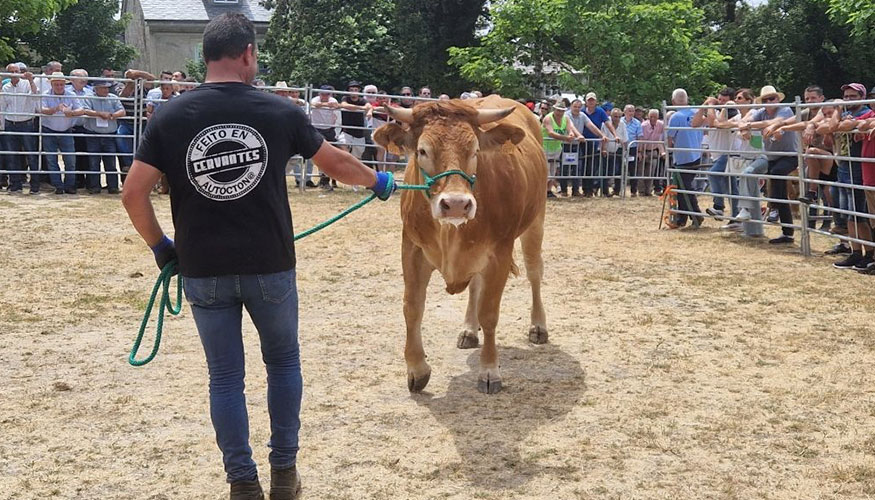 Un instante de la subasta de Rubia Gallega en Adai