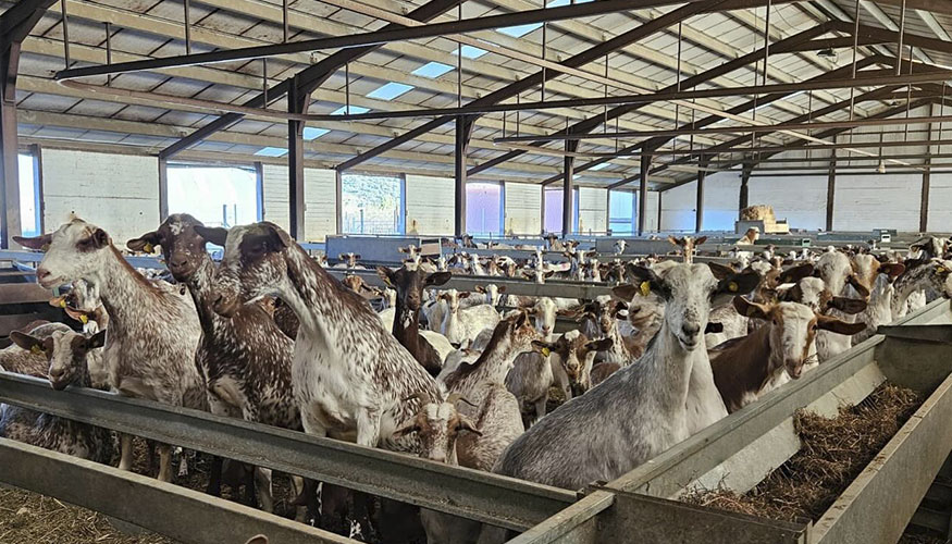 Nave principal de la explotaci�n abulense Ganader�a Garc�a M�ndez