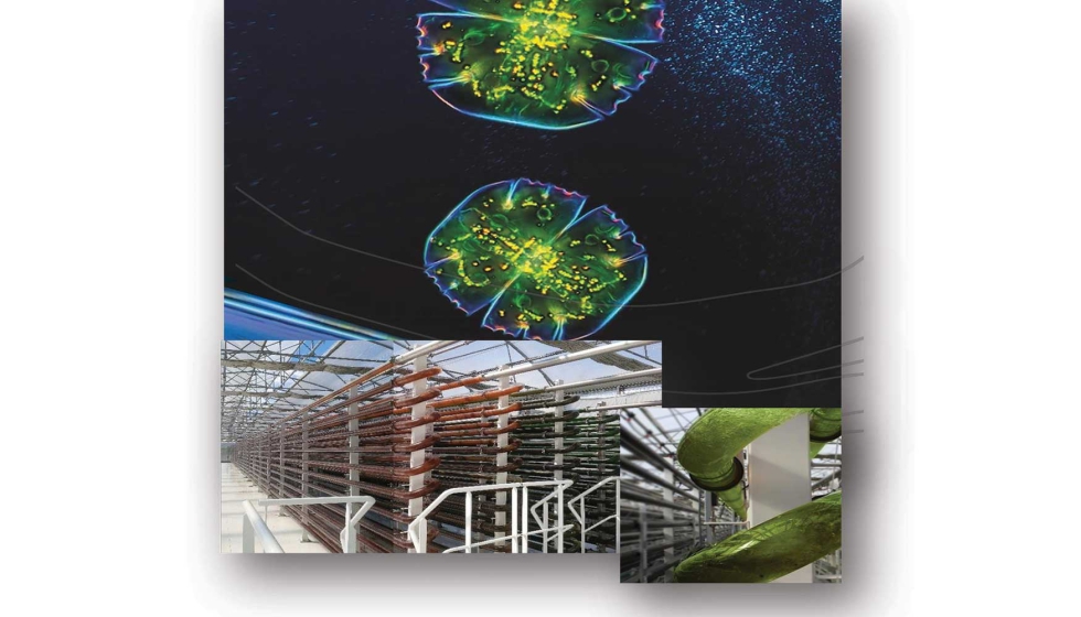 Proceso de producci�n del Aceite de Microalgas