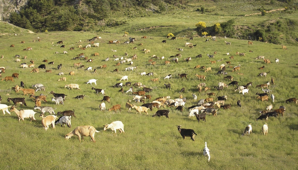 Rebao en una zona de montaa
