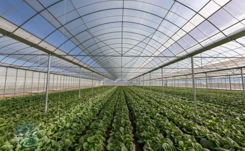 Cultivo de agricultura intensiva bajo invernadero