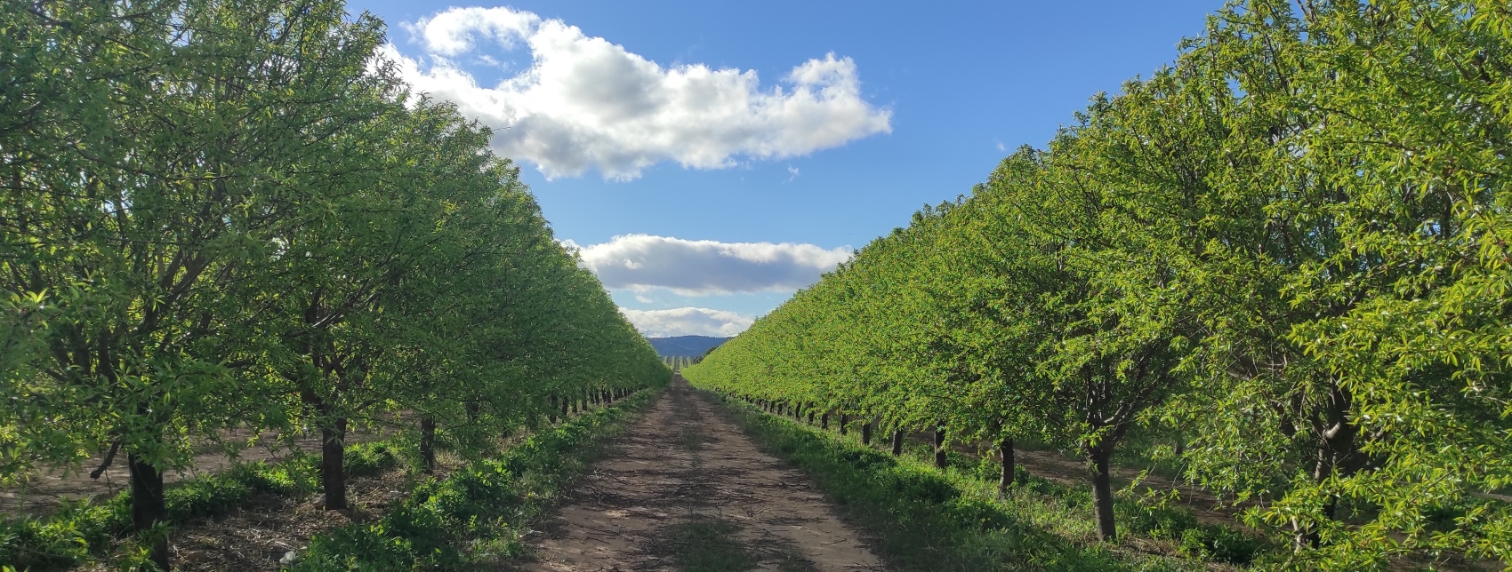 Imagen de una finca de almendro en ecol�gico