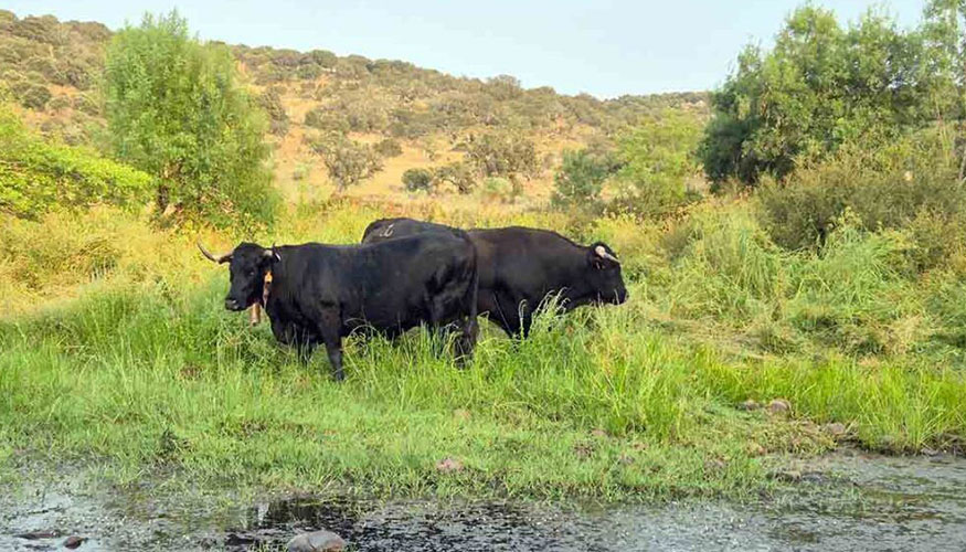 Reses trashumantes de raza Avilea-Negra Ibrica