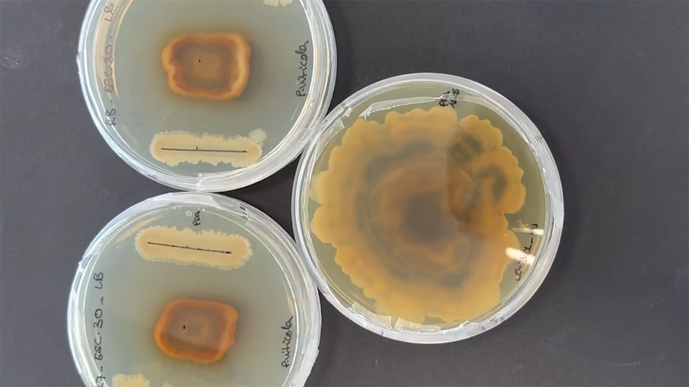 Se han perfeccionado procesos de hidr�lisis qu�mico-enzim�tica con el fin de liberar nutrientes clave a partir de subproductos de la industria...