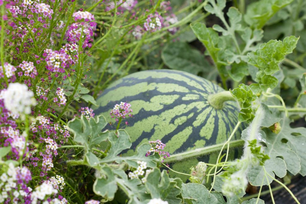 La superficie de sand�a se ha mantenido y la producci�n ha crecido un 10%