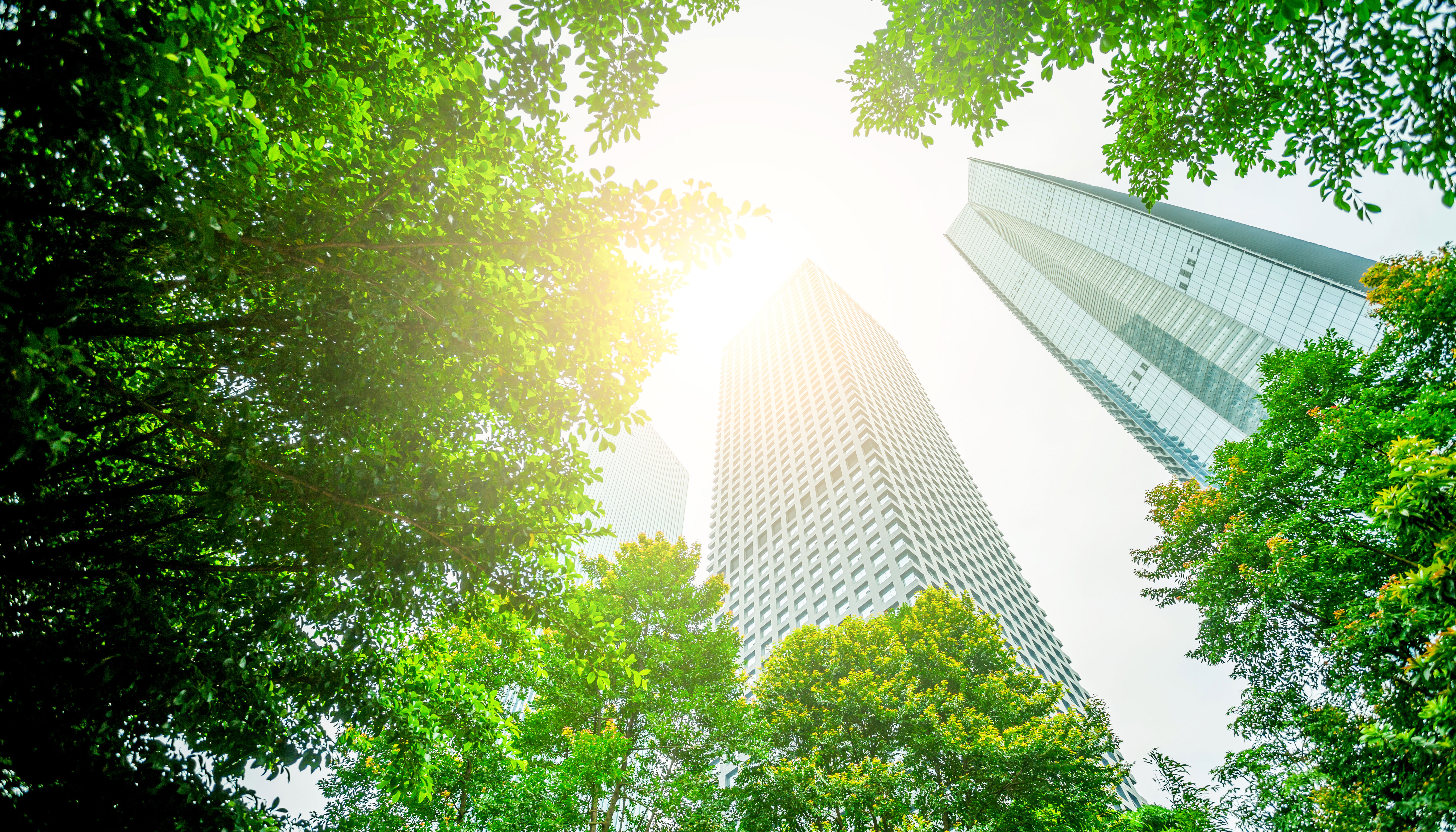 El despliegue de Syrah fue un proceso continuo de tres a�os, que incluy� diversas fases