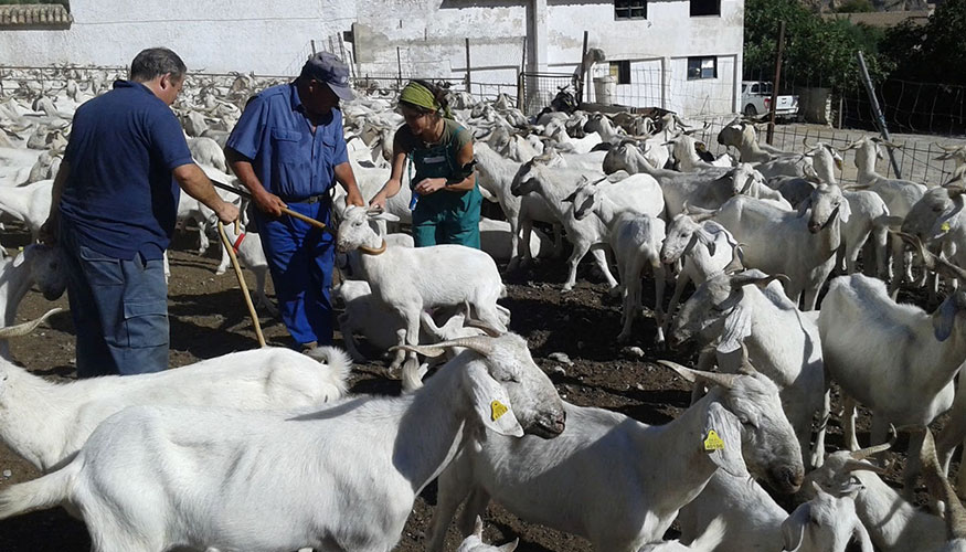 Explotacin de la raza caprina Blanca Andaluza o Serrana
