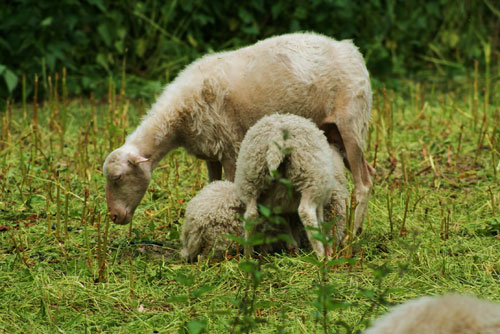 En ovino y caprino, se ha detectado que la infeccin provoca abortos y malformaciones fetales. Foto: Linda Van klaveren