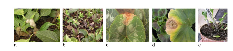 Figura 1: Plantas ornamentales afectadas por 'Botrytis blight' en el sureste de Espaa. (a) L. camara, (b) L. japonica, (c) C. persicum, (d) P...