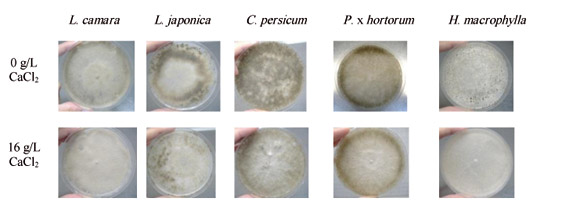 Figura 3: Aspecto del micelio de cinco aislados de 'B...