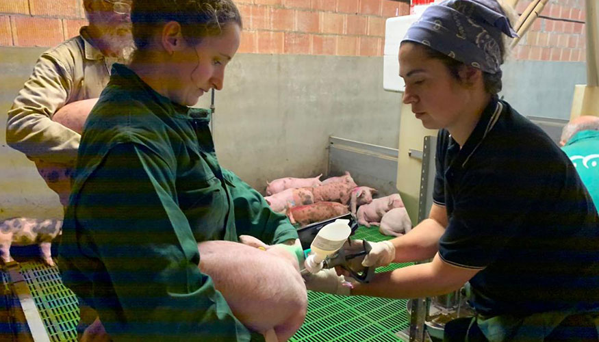 Pruebas desarrolladas en animales de la especie porcina