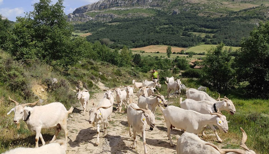 Rebao de cabras de raza Blanca Andaluza que desbrozar los montes burgaleses