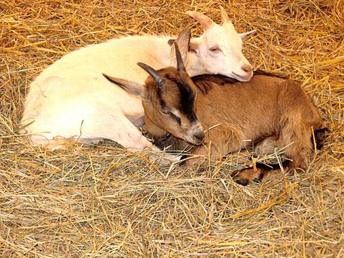 El acuerdo pretende fomentar y aportar valor a los productos del ganado caprino. Foto: John Boyer