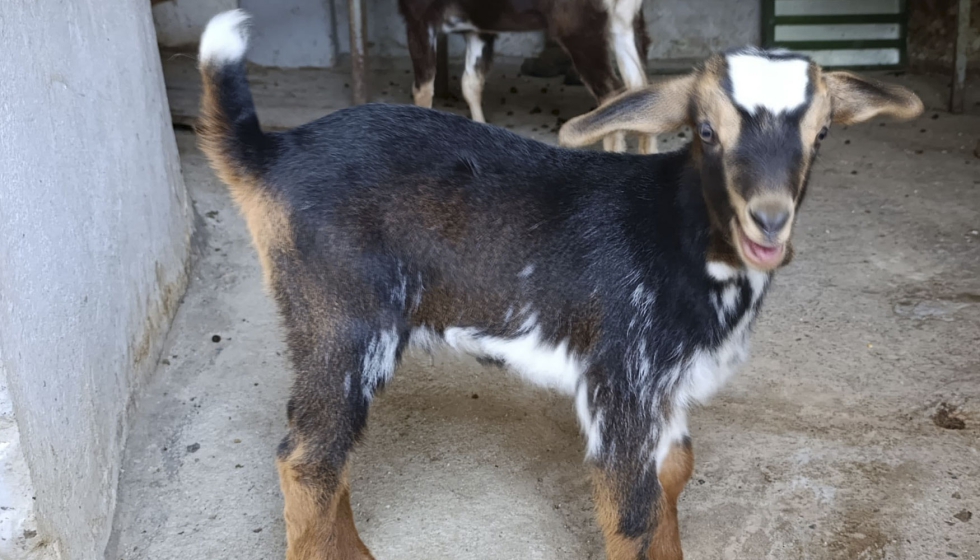Cabrito de raza Payoya