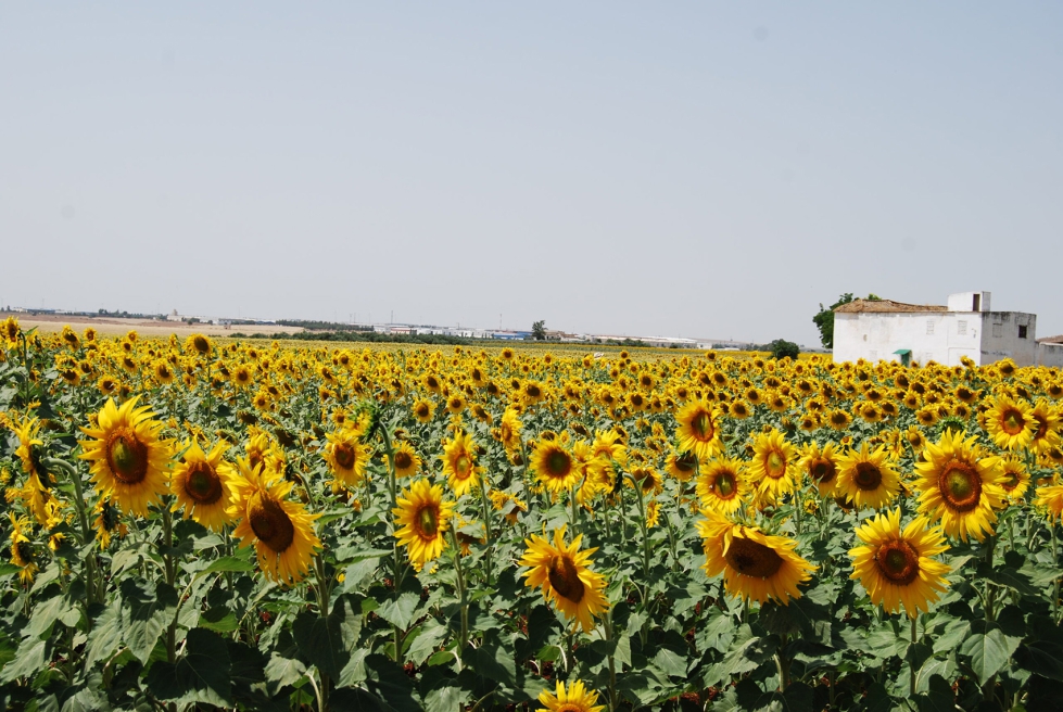 Con las siembras invernales obtenemos aumentos medios del rendimiento de semilla del 19% comparado con las siembras de primavera...