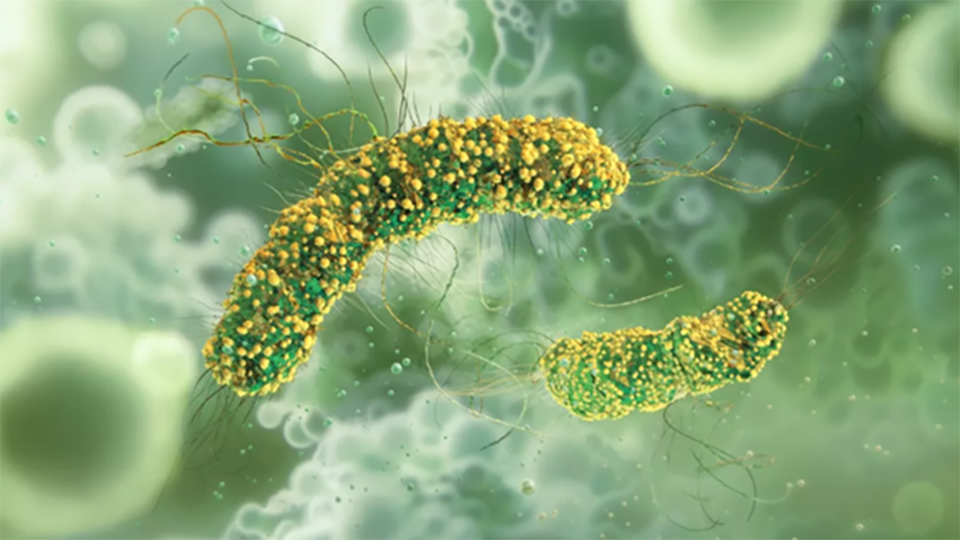 Listeria monocytogenes