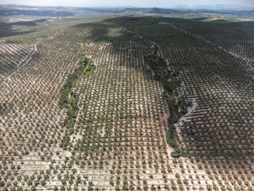 El cultivo del olivar es una pieza clave en Espaa en lo que respecta a la conservacin del suelo agrcola y al secuestro de carbono...