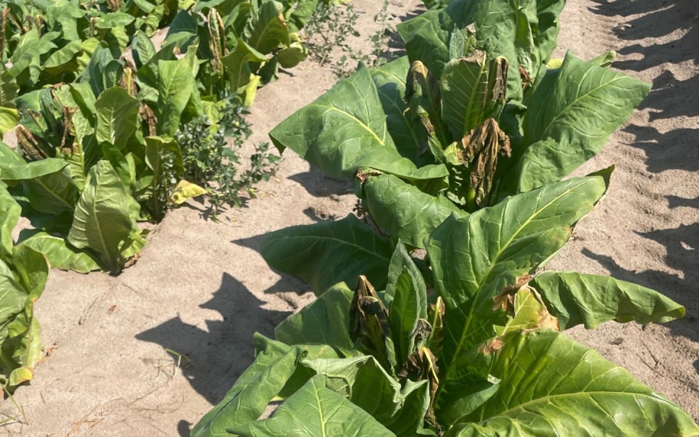 Imagen de unas plantas de tabaco quemadas por las altas temperaturas. Foto: Dionisio S�nchez