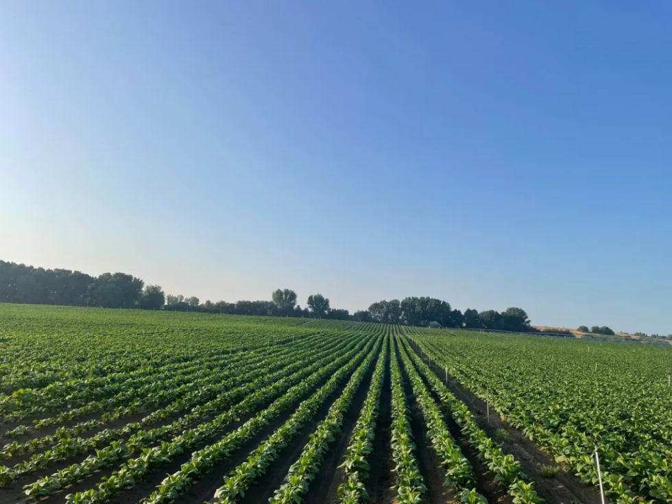 Plantaci�n de tabaco en Extremadura. Foto: Dionisio S�nchez
