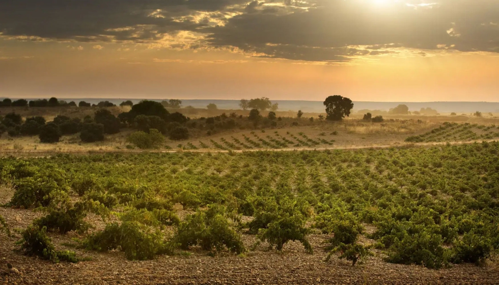 El estudio de biodiversidad realizado en colaboraci�n con GREFA confirma un aumento significativo en la fauna y flora del vi�edo...
