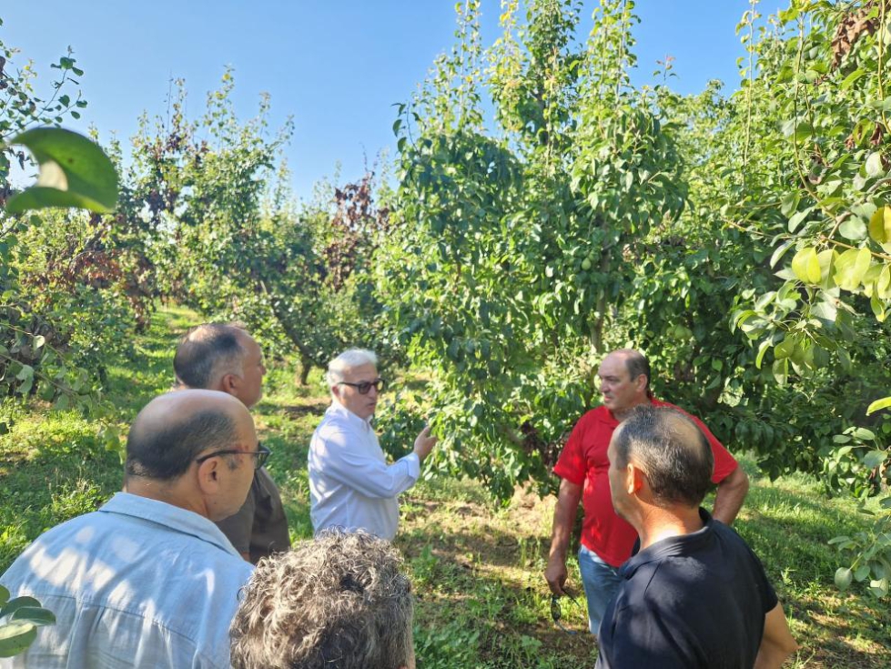 Las subvenciones tratar�n de facilitar la transformaci�n de las fincas a otro tipo de producciones resistentes a esta enfermedad bacteriana...